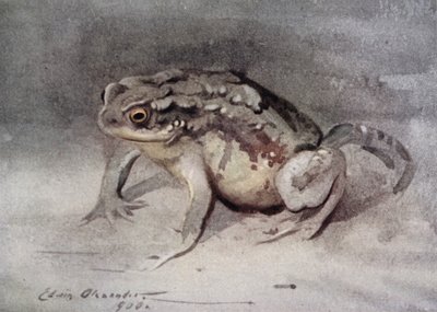 Toad by Edwin John Alexander